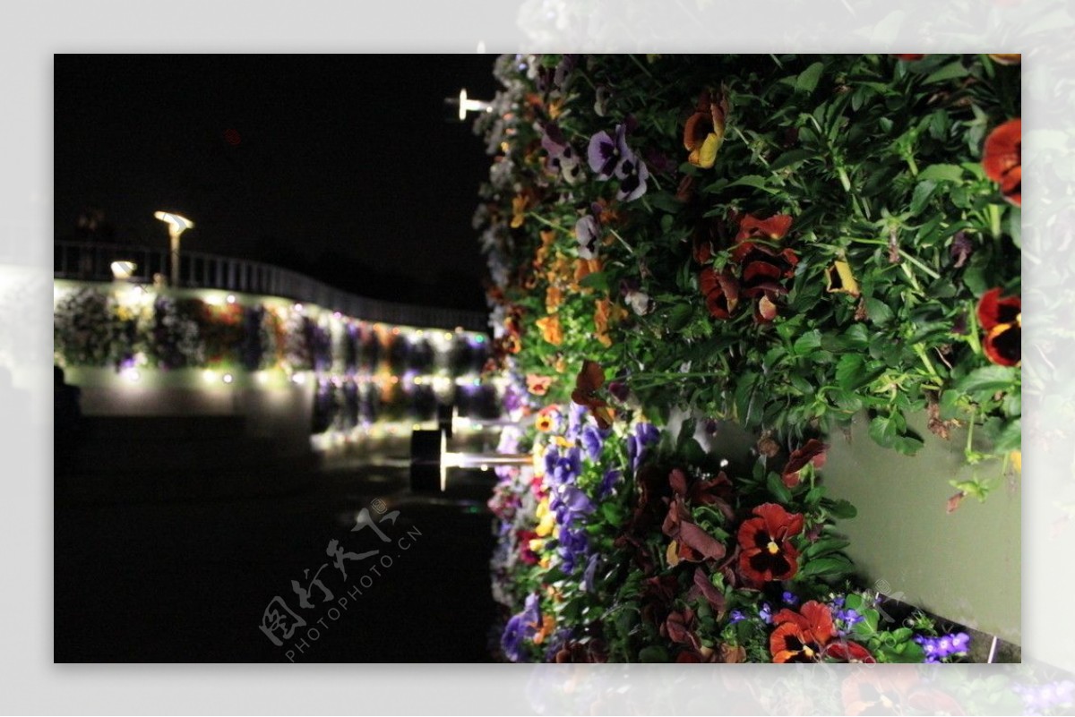 台灣國際花卉博覽會夜晚图片