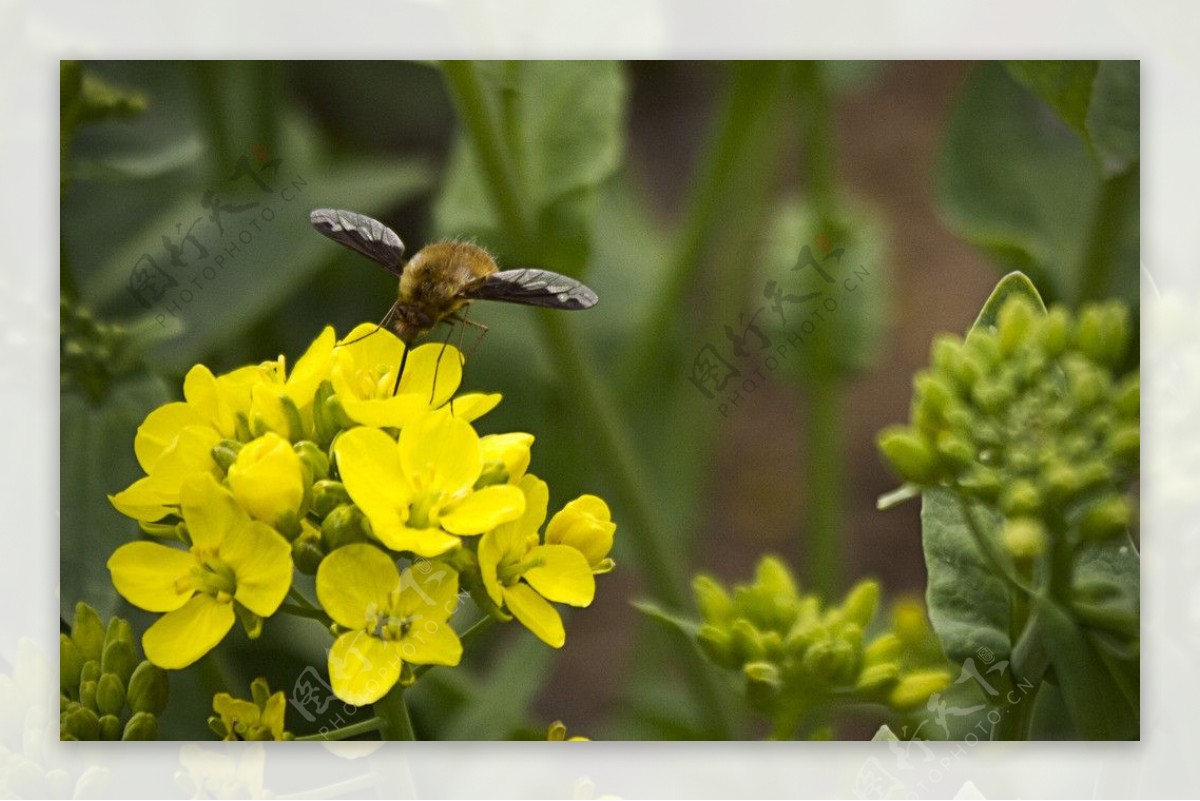 油菜花蜂鸟蛾图片