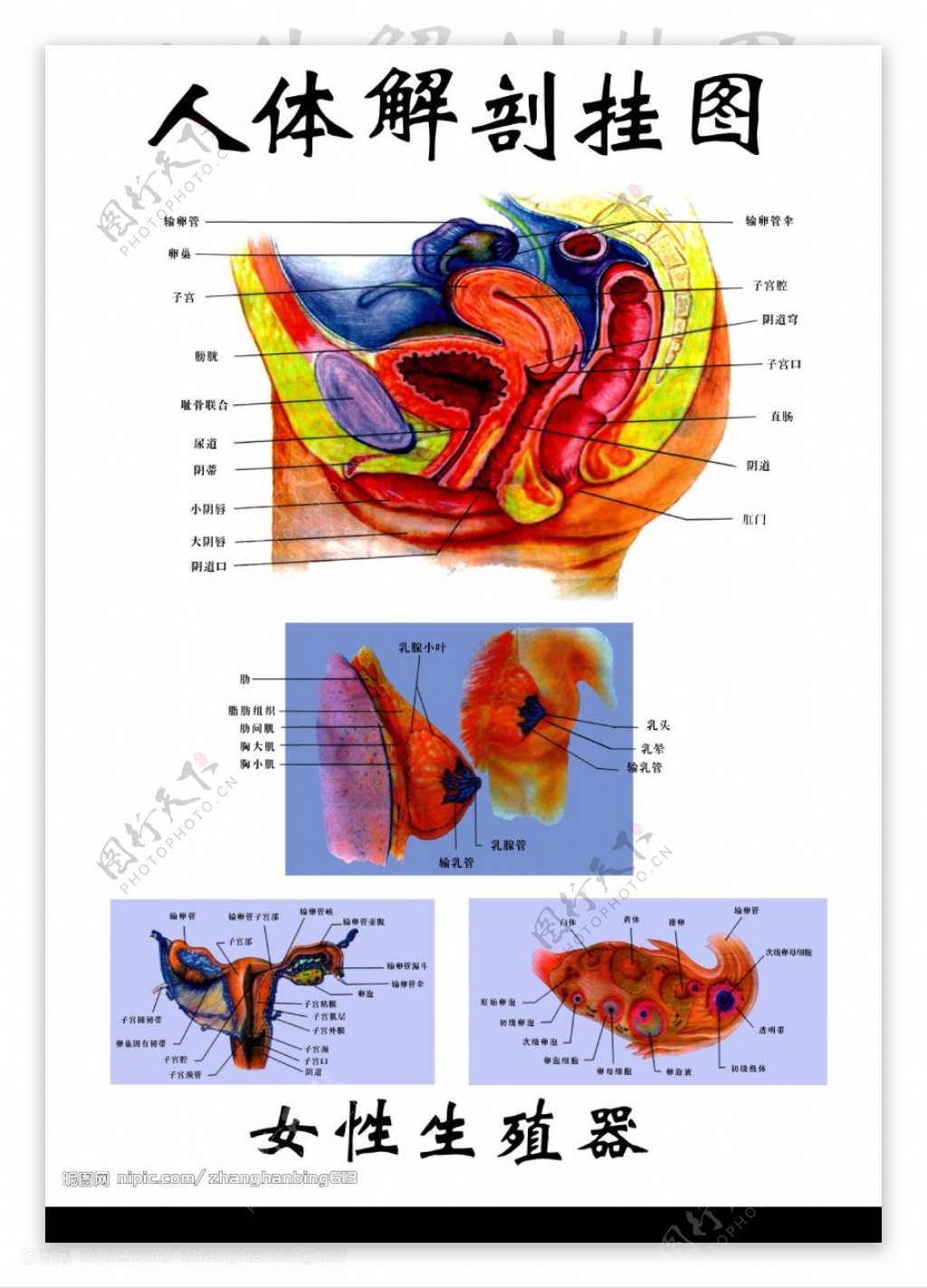 系统解剖学男性生殖系统_word文档在线阅读与下载_文档网