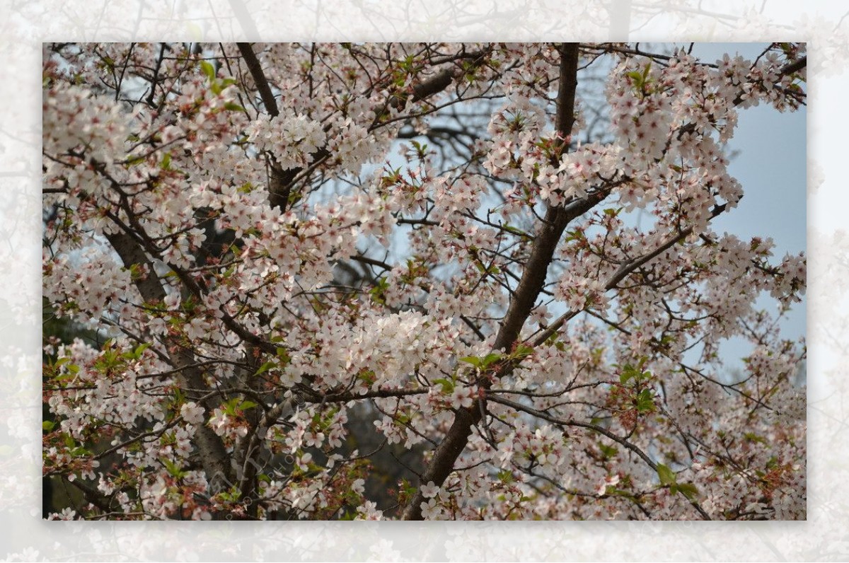 玄武樱花图片