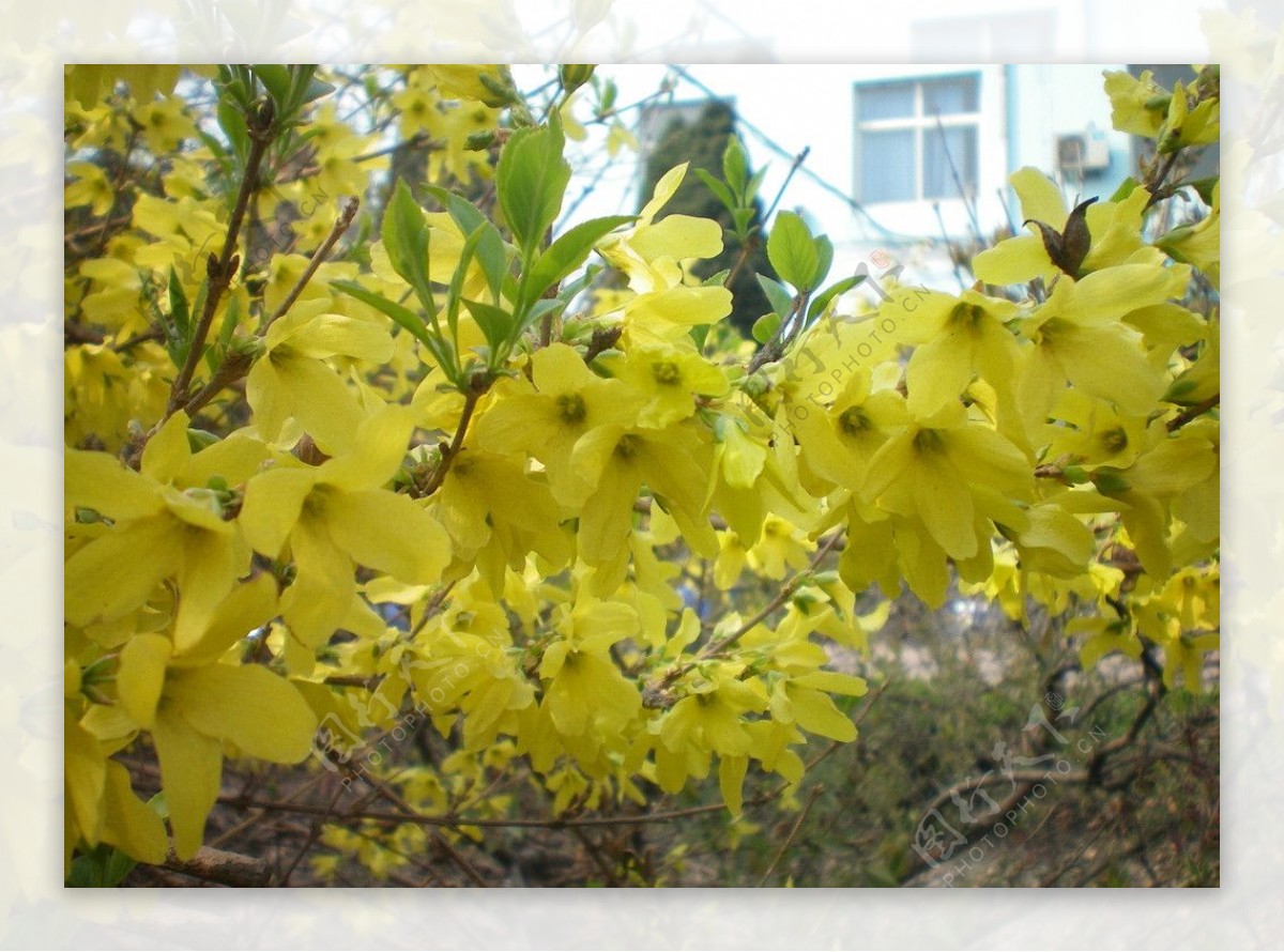 迎春花图片