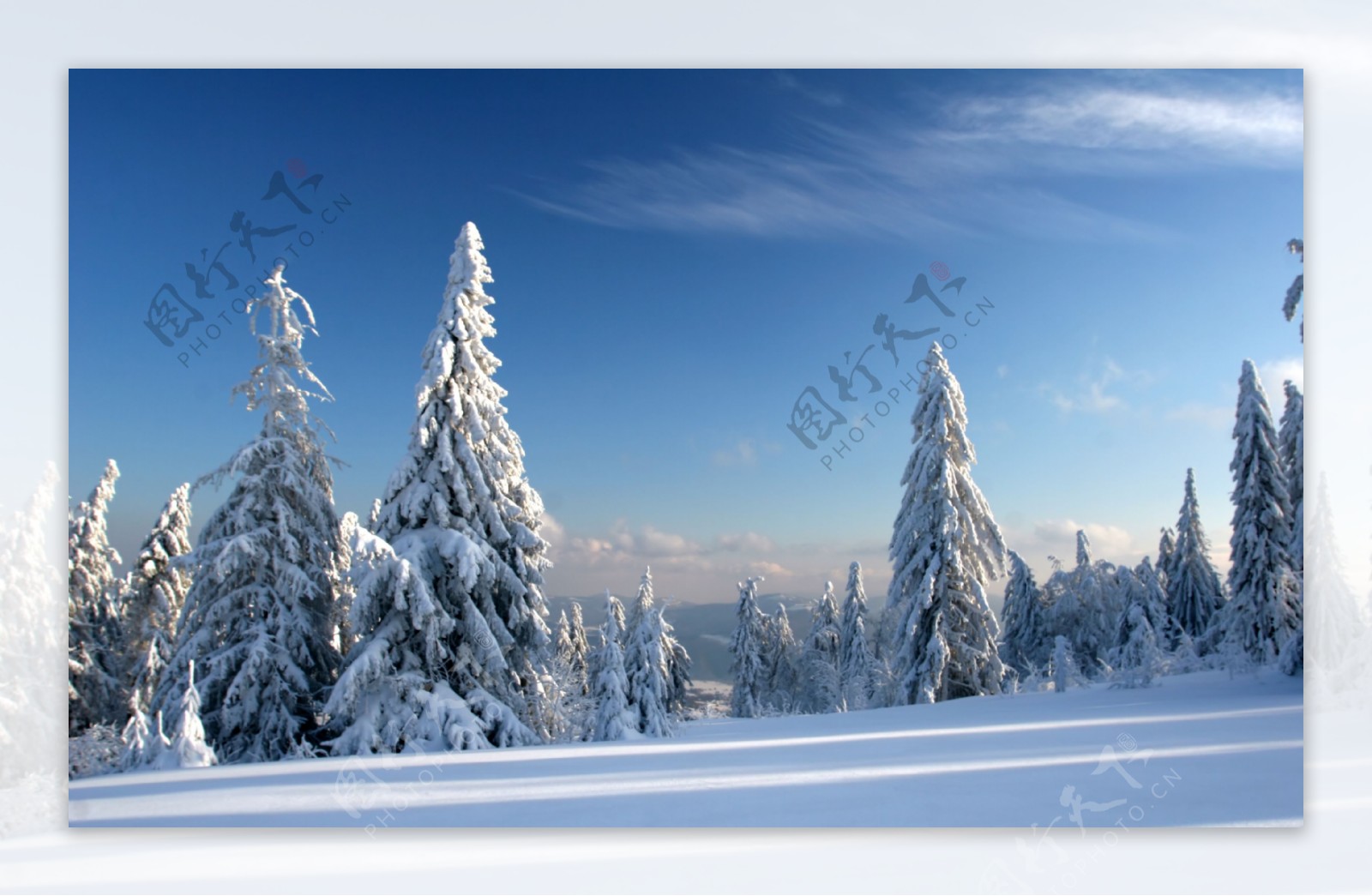雪地的松树图片