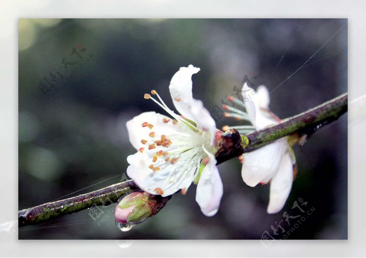 桃花开图片