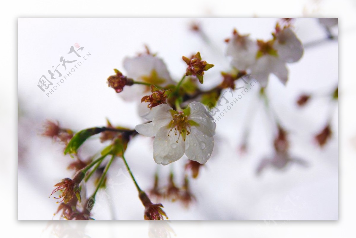 雨中花图片