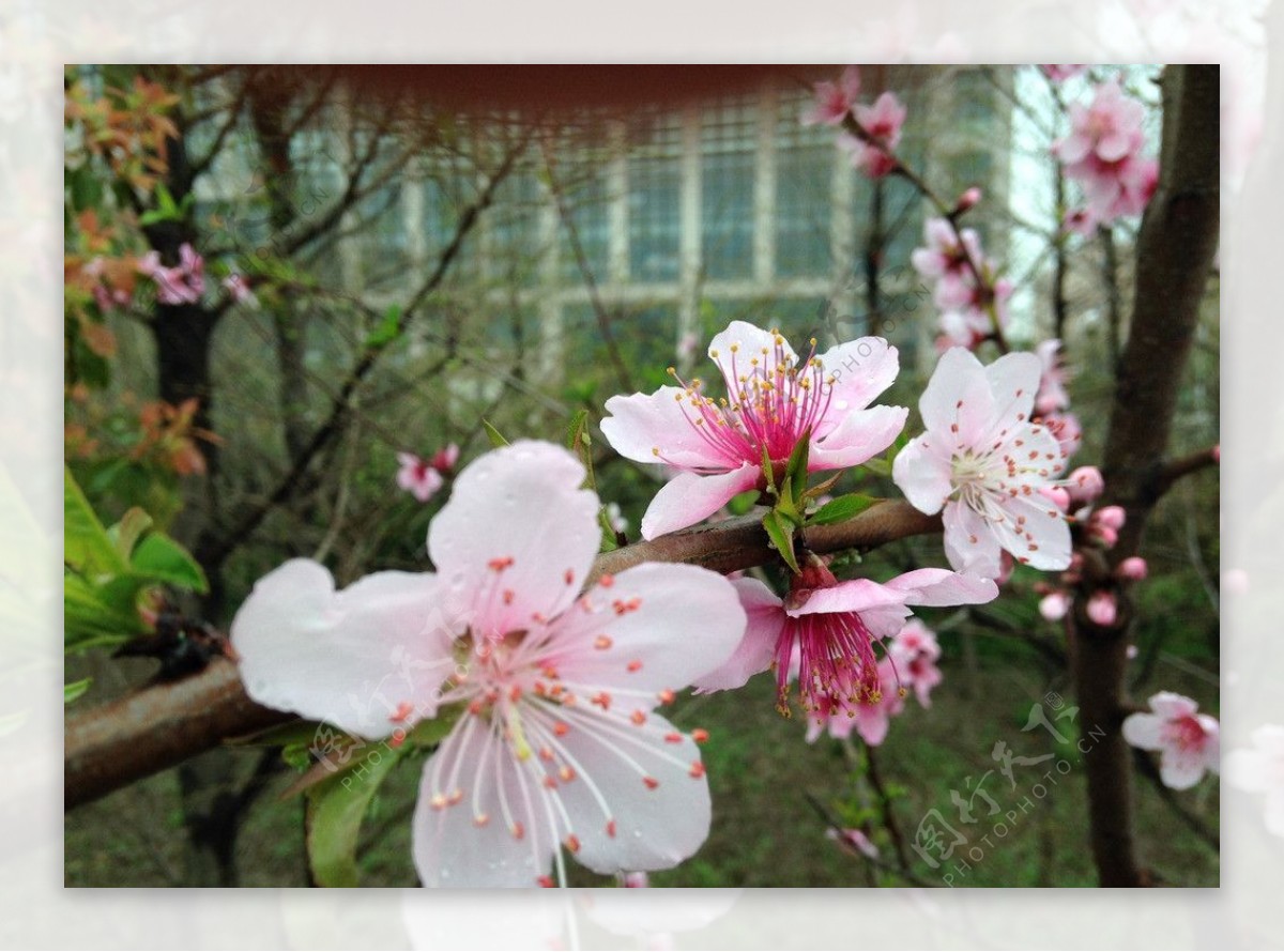 桃花图片