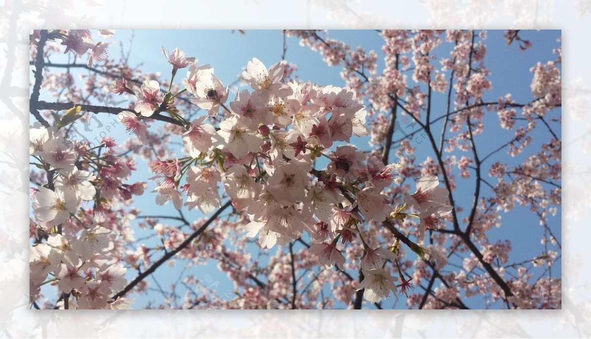 樱花树下图片