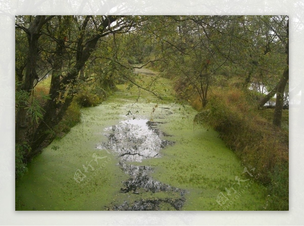 杭州湿地公园小溪图片