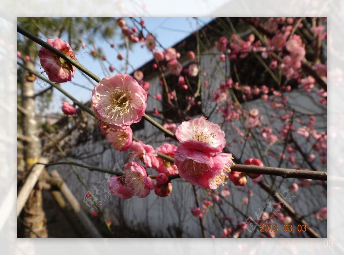 怡园梅花图片