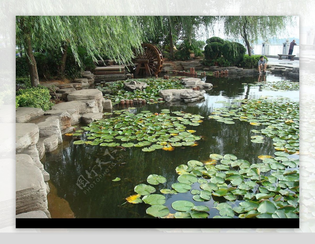 杨柳湖畔图片
