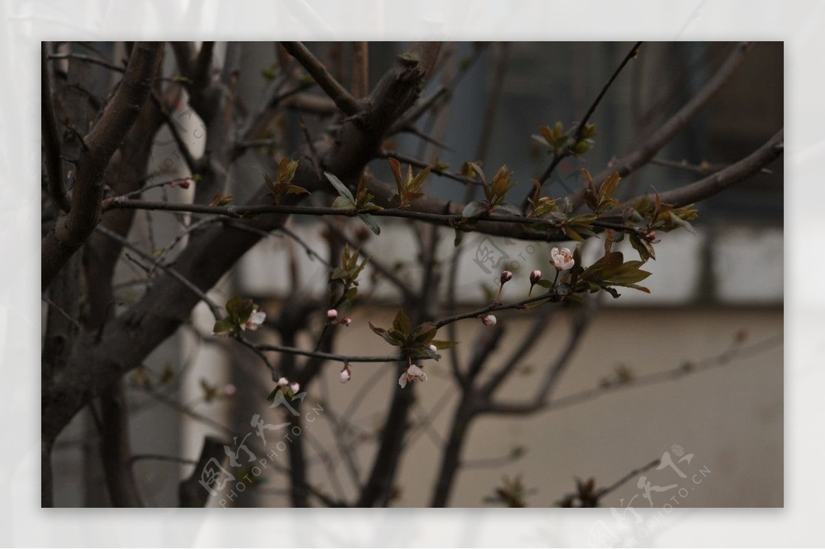 自然摄影桃花樱花图片