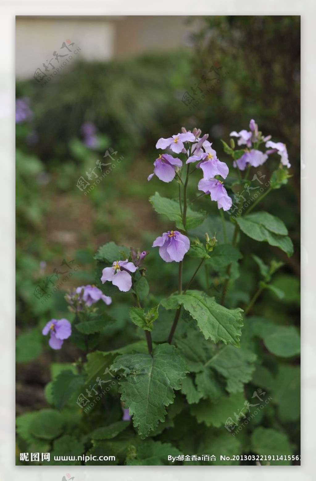 自然摄影紫蝴蝶花图片