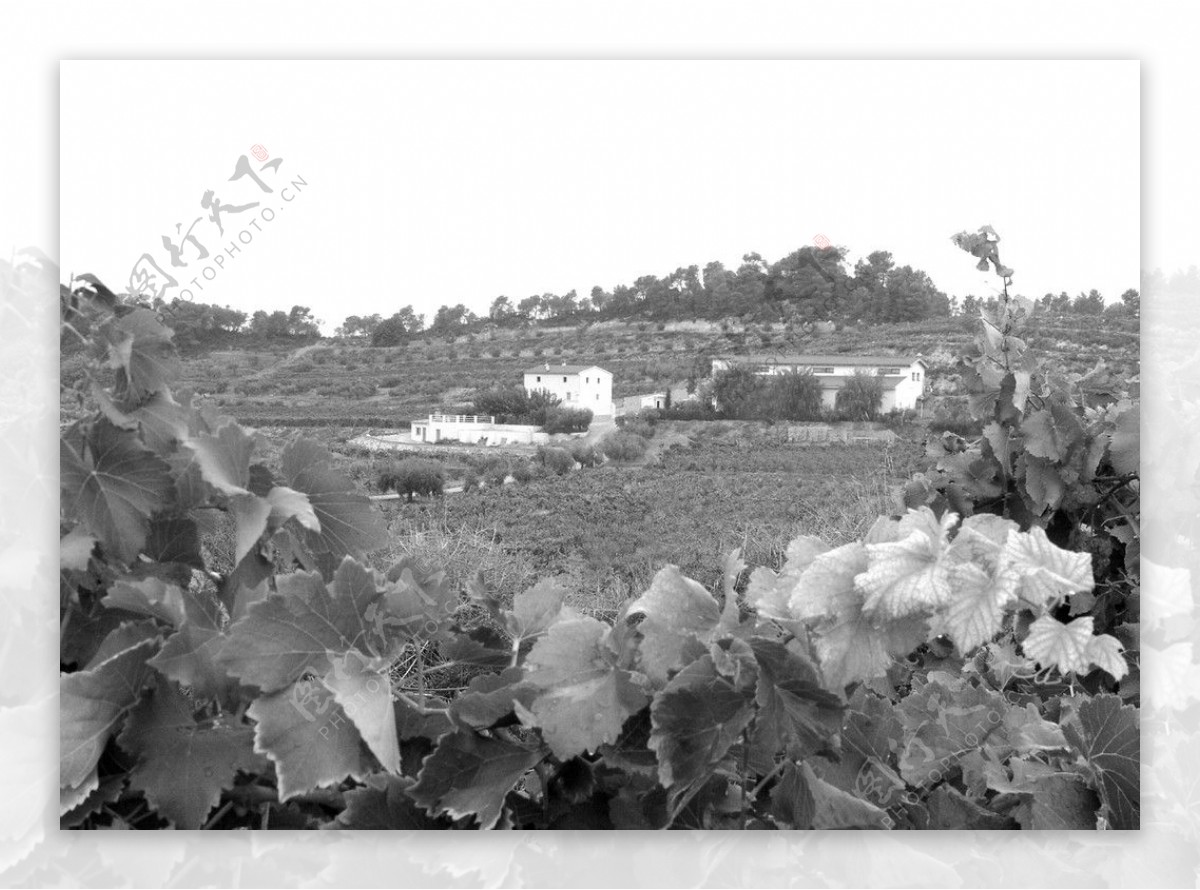 欧洲葡萄酒庄园图片