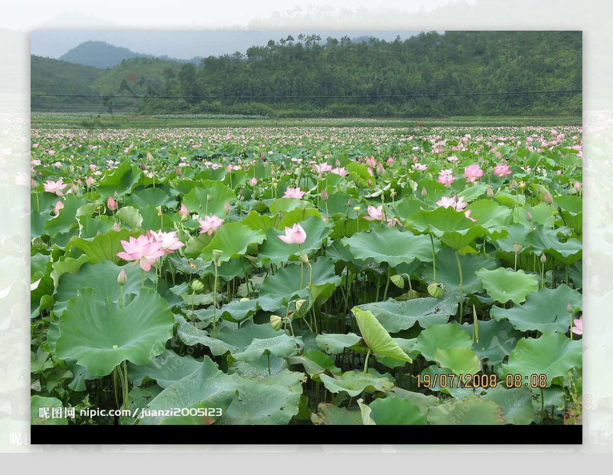 广昌莲花节图片