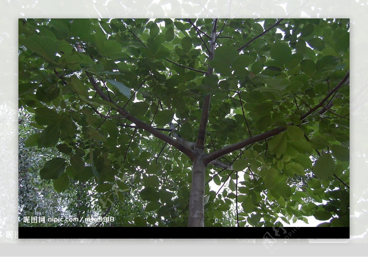 遮天蔽日的核桃树图片