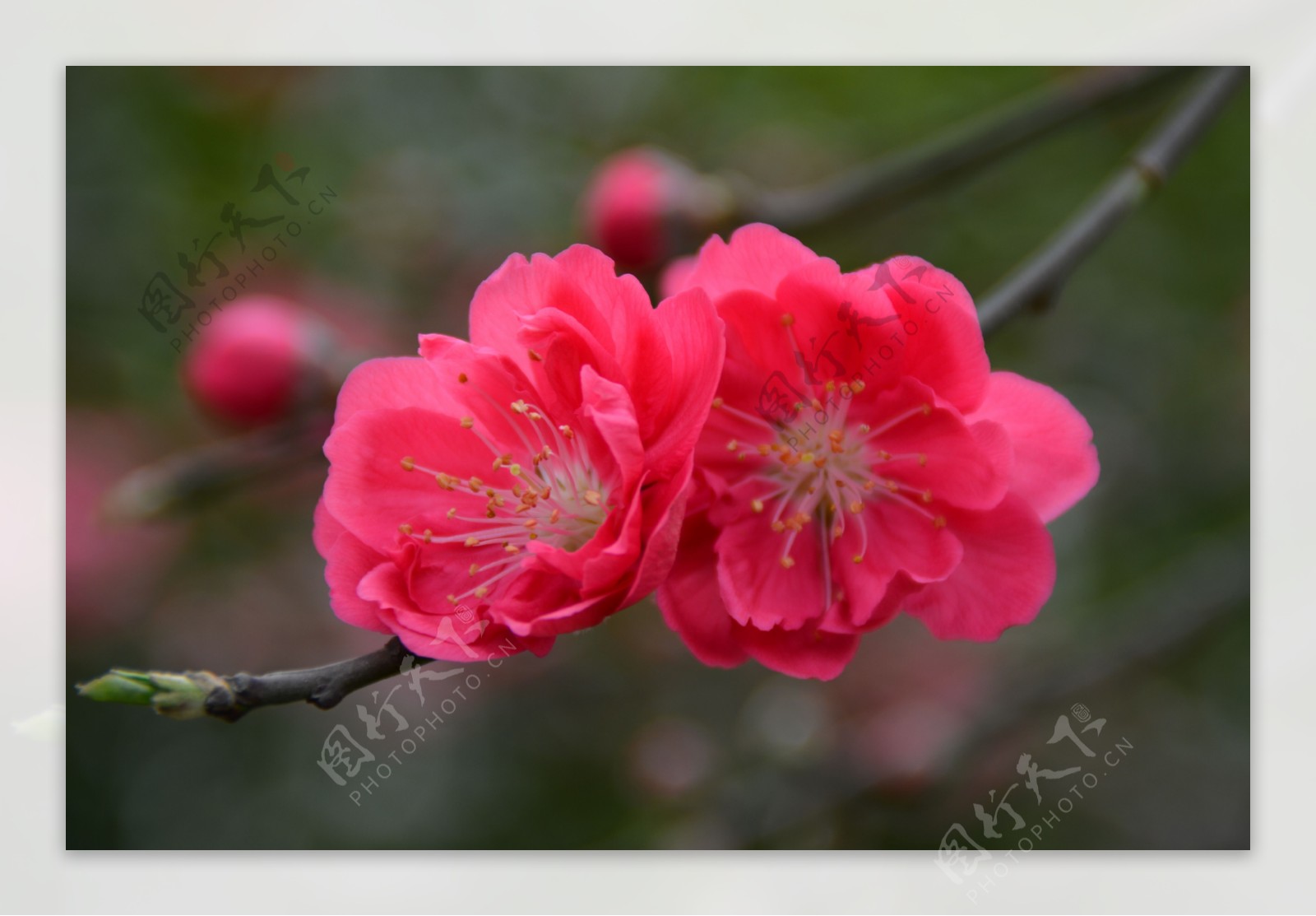 并蒂花开图片