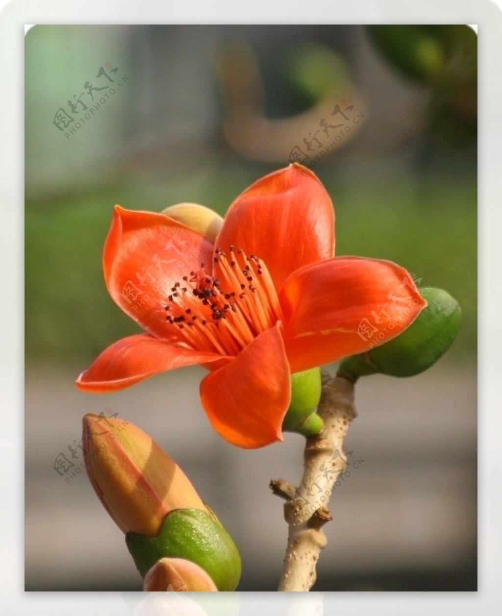 木棉花特写图片