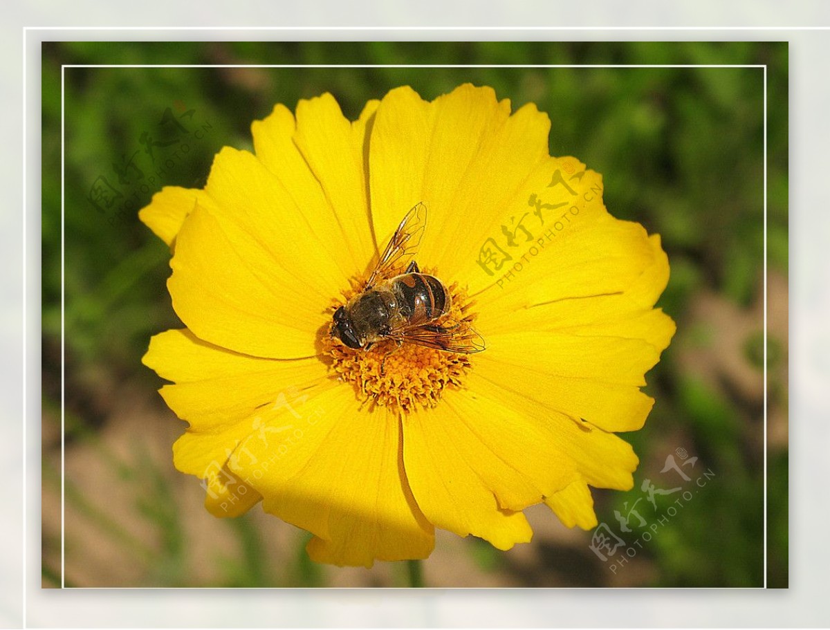 黄色小花蜜蜂图片