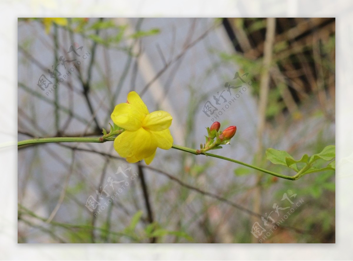 迎春花图片