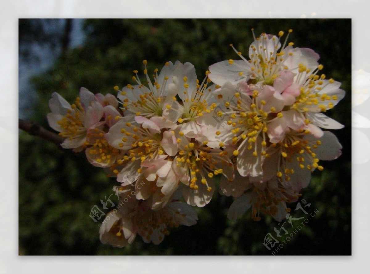 樱桃花图片