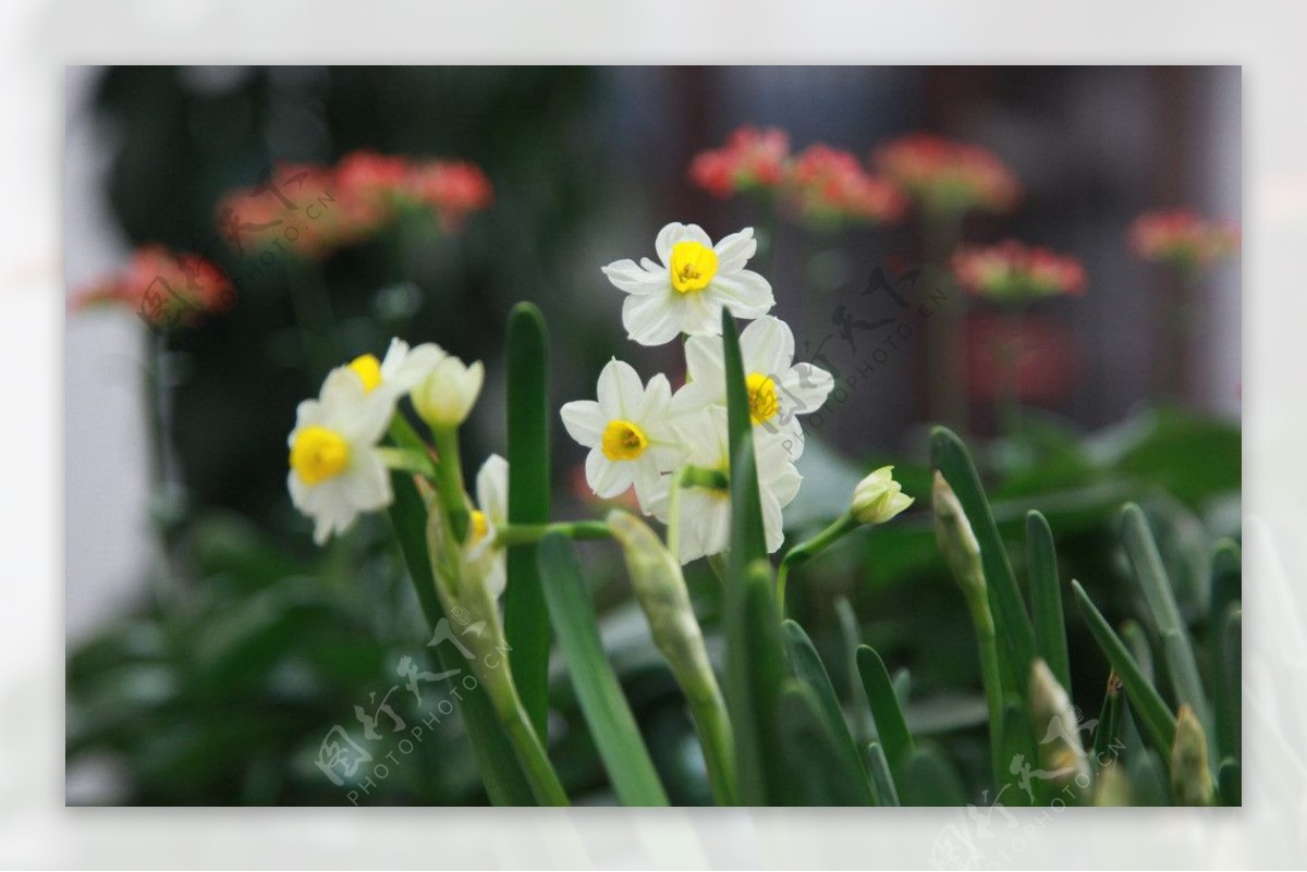 水仙花开图片