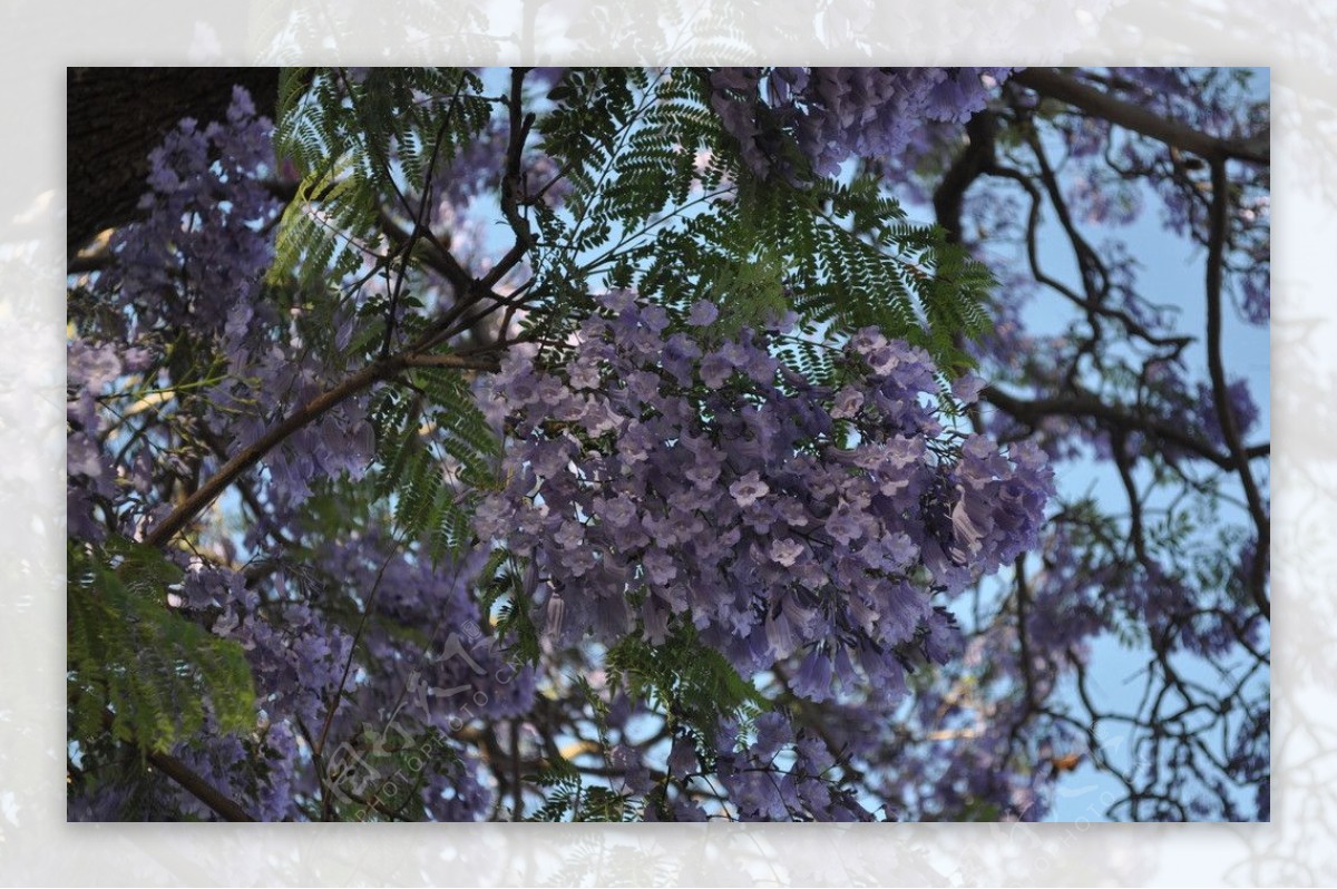 南非紫薇花图片
