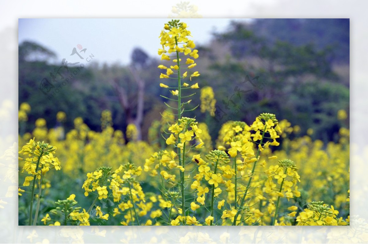 油菜花图片