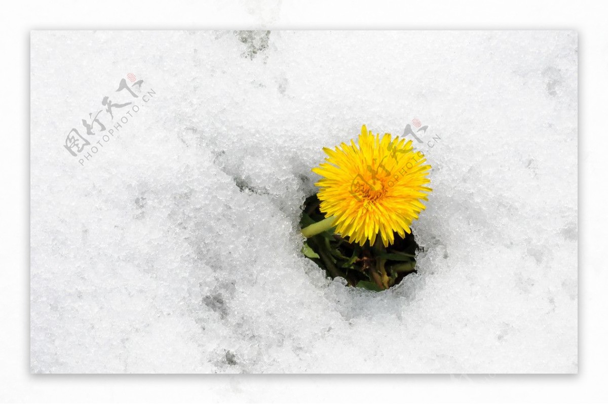 雪中菊花图片