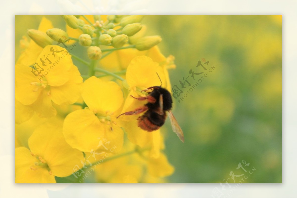 油菜花和蜜蜂图片