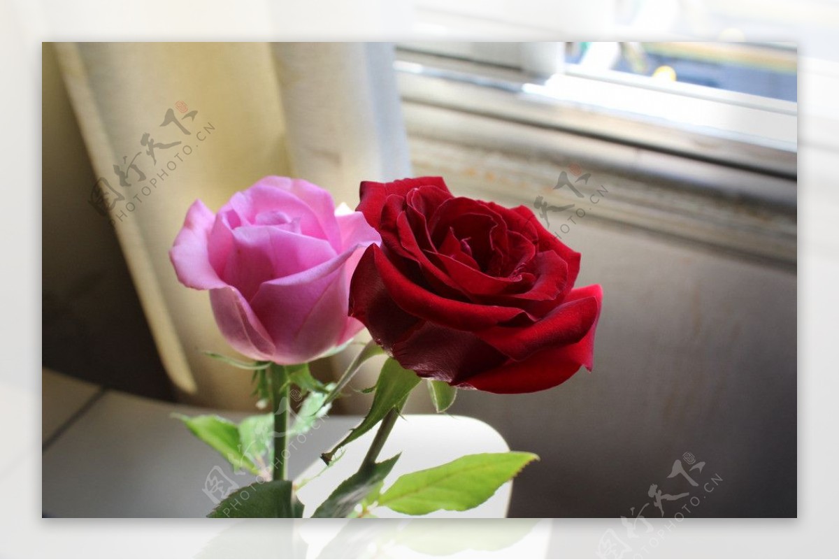 温馨玫瑰图片
