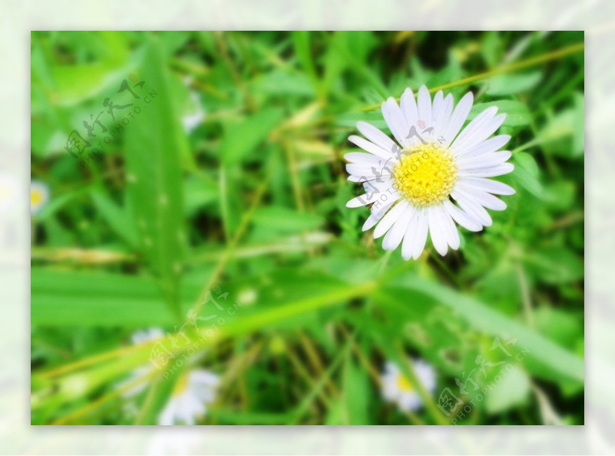 美丽的小雏菊|摄影|人文/纪实摄影|L1126 - 原创作品 - 站酷 (ZCOOL)