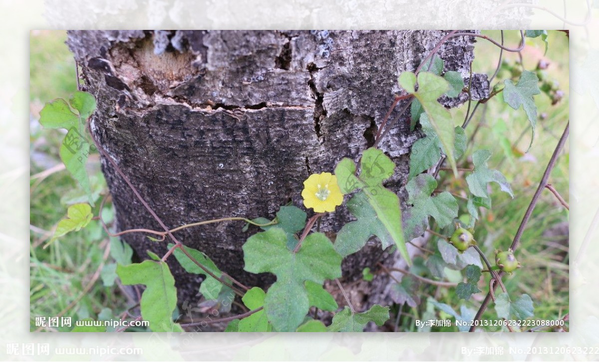 树林里的小花朵图片