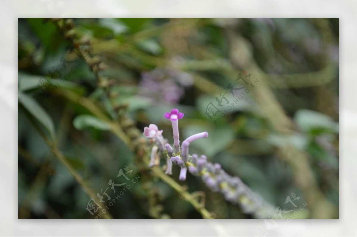 紫色小花图片