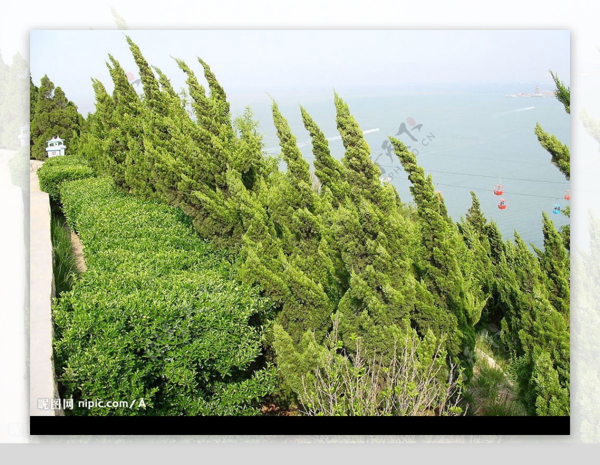 护海绿化带图片