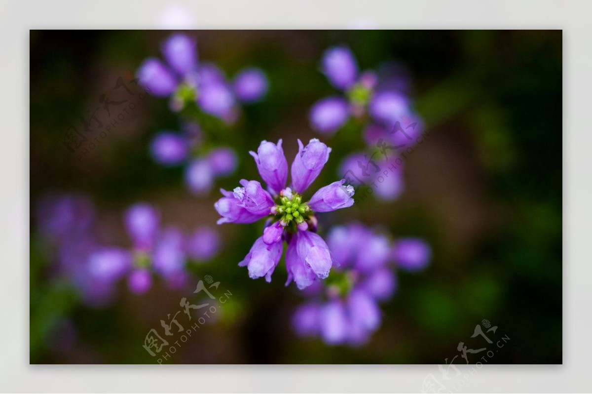 紫花假龙头图片