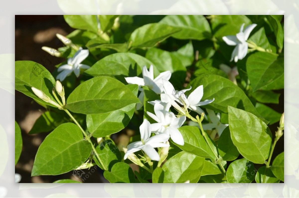 茉莉花图片