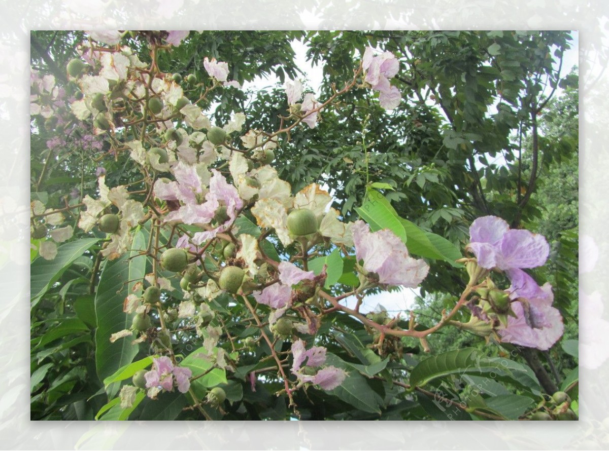 花果特写图片