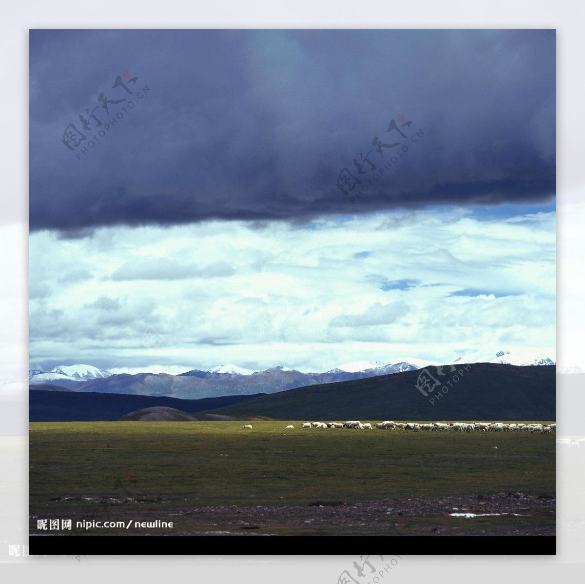 西藏草原牧羊图片