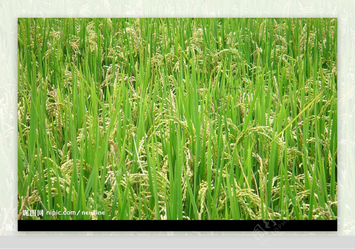 富里稻米图片