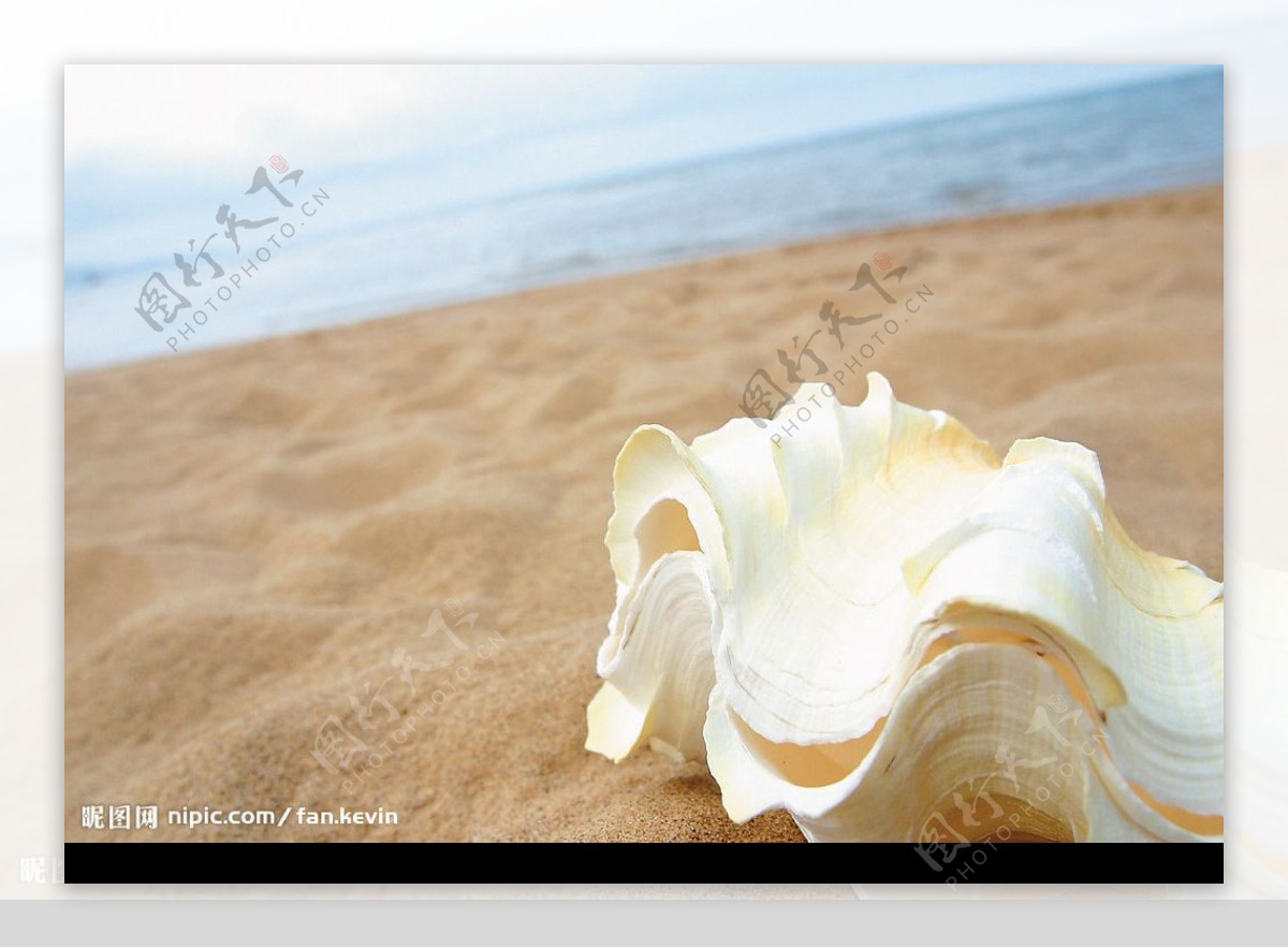 沙灘貝殼图片