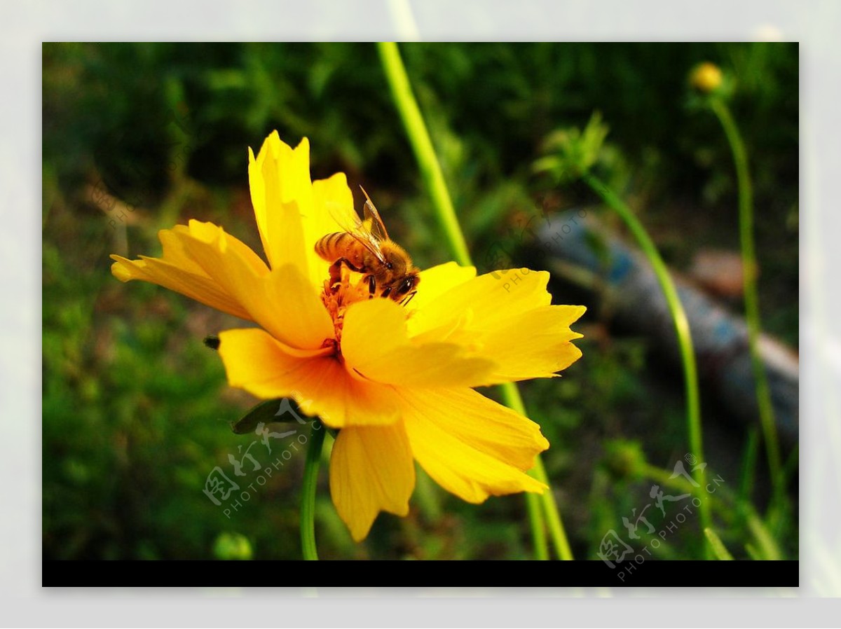 美丽春天勤劳蜜蜂图片