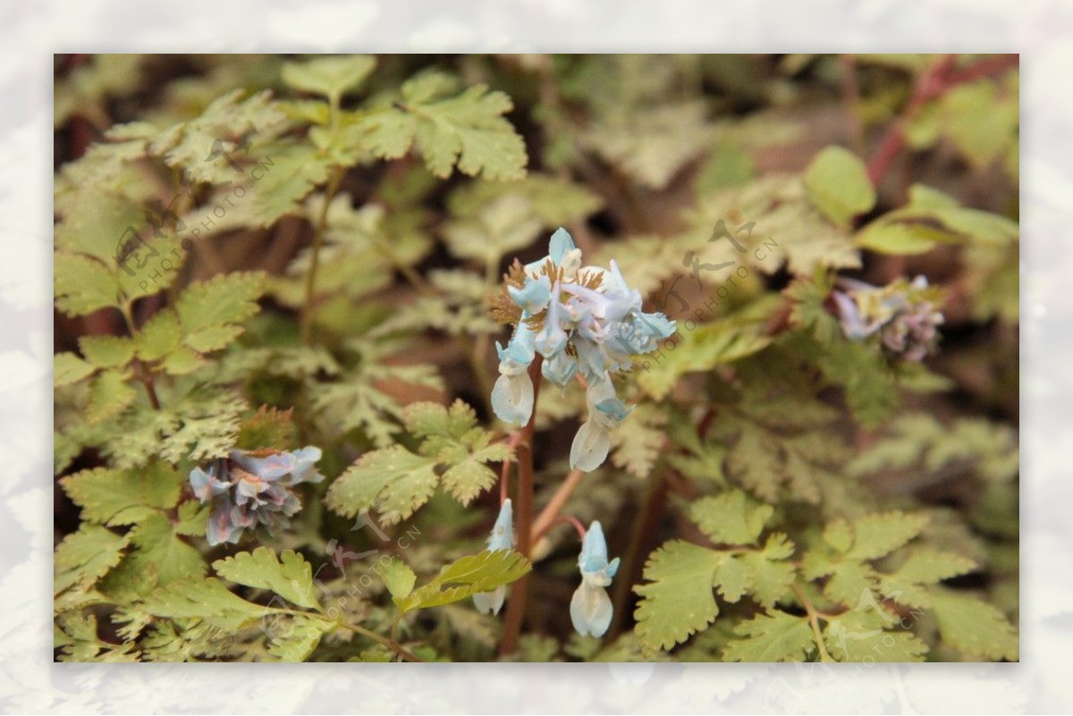 小花小草图片