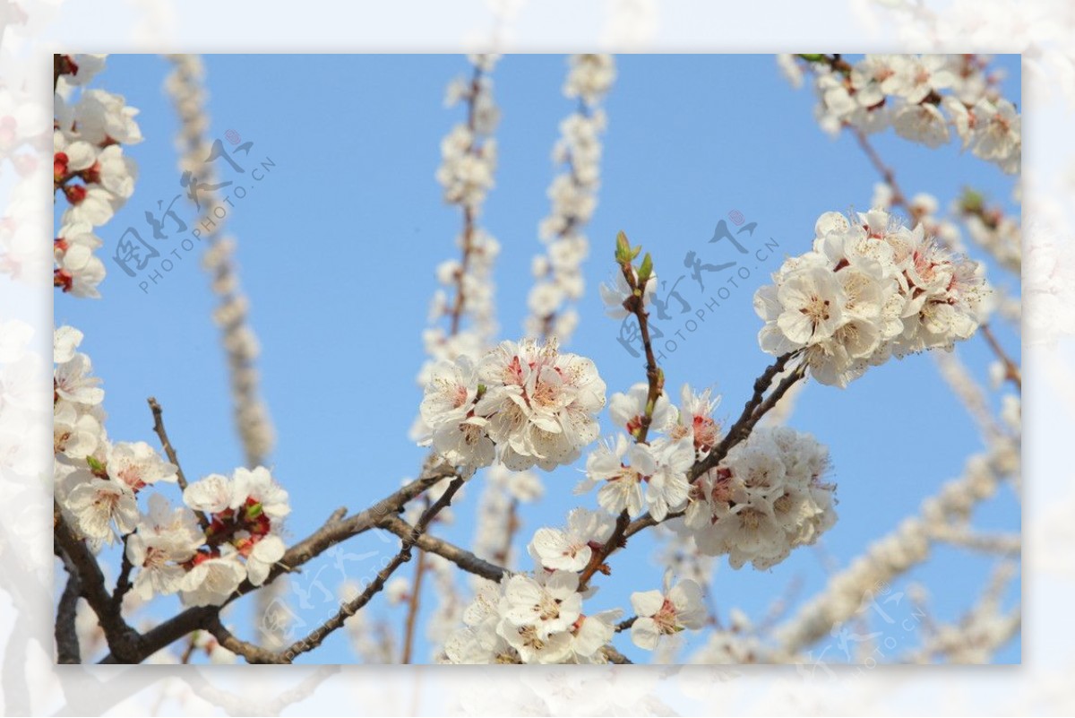 美丽梅花图片