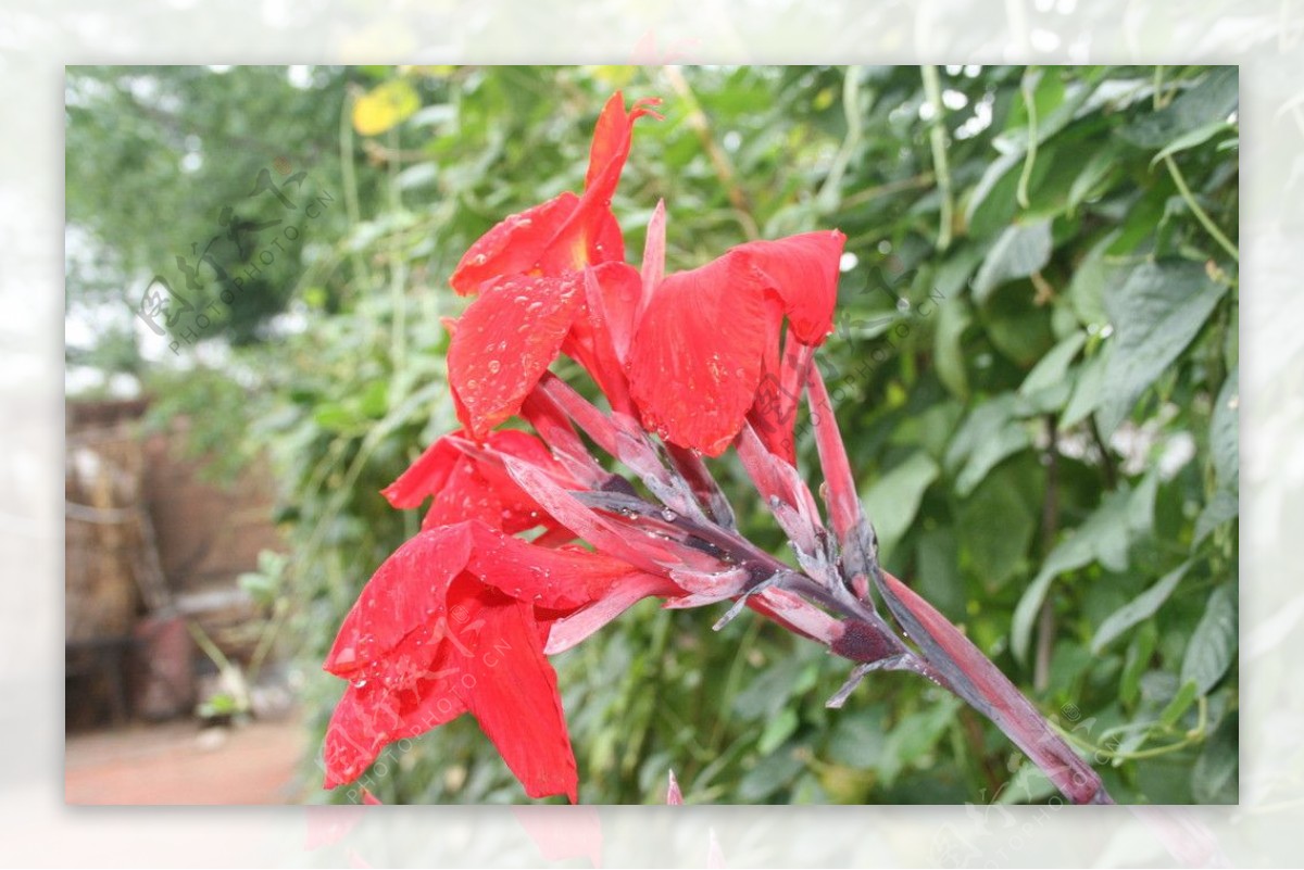 芭蕉花图片