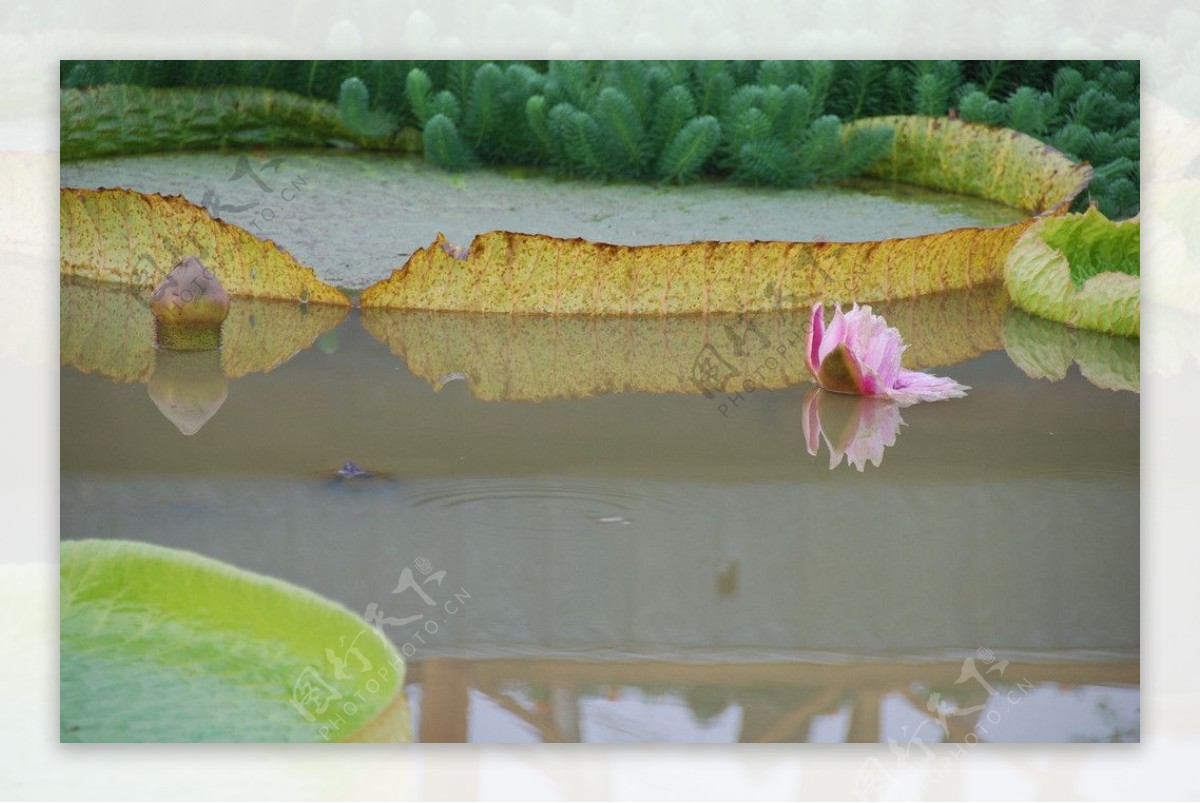 西安植物园“水中花王”王莲进入最佳观赏期-西部之声
