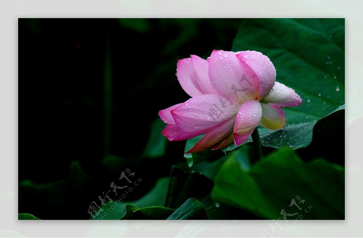 雨后荷花图片