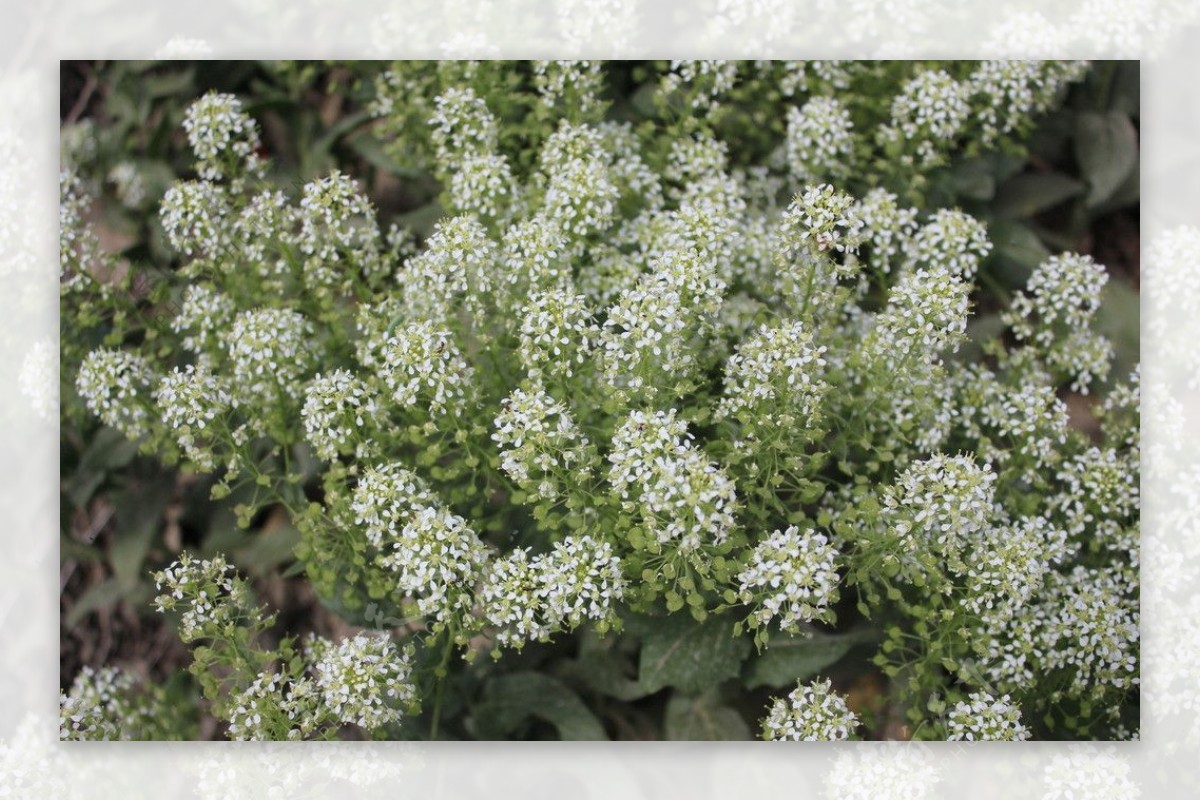 小白花图片