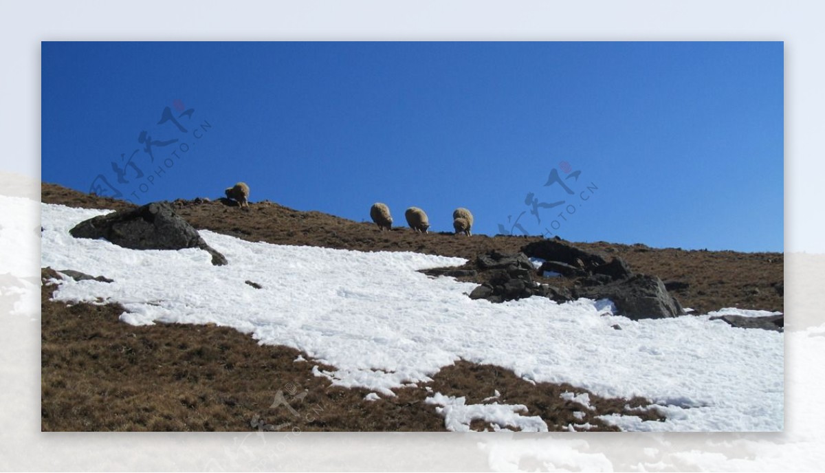 会泽大海草山的雪图片