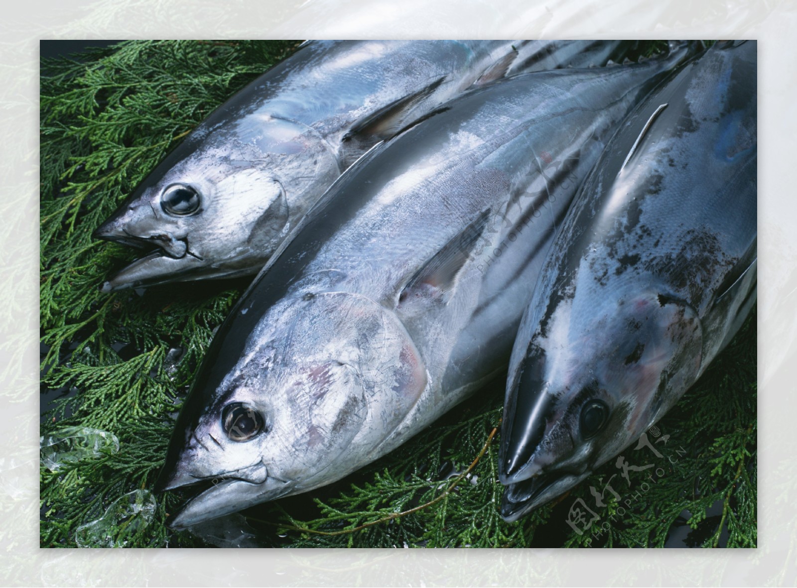 金枪鱼 Tuna | JF Seafoods Company 杰夫海产（加拿大）