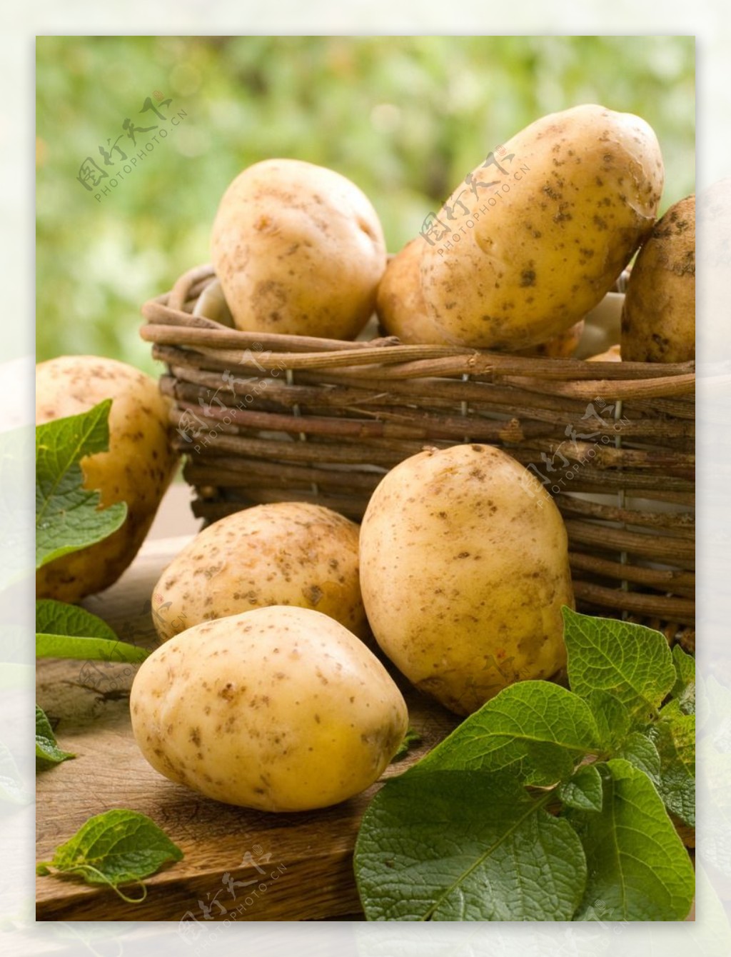 自然界中的生态｜土豆，土豆，你是根还是茎？_澎湃号·政务_澎湃新闻-The Paper