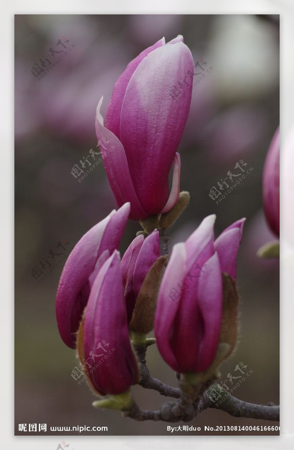 紫玉兰图片